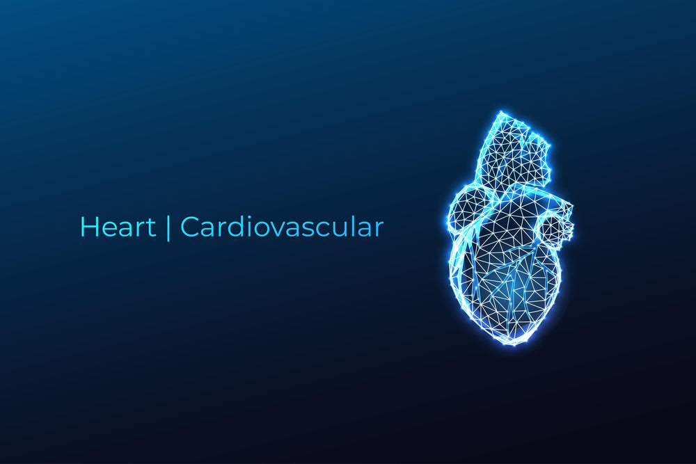 Heart | Cardiovascular