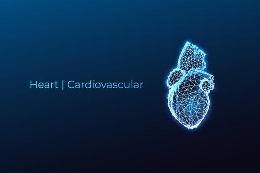Heart | Cardiovascular